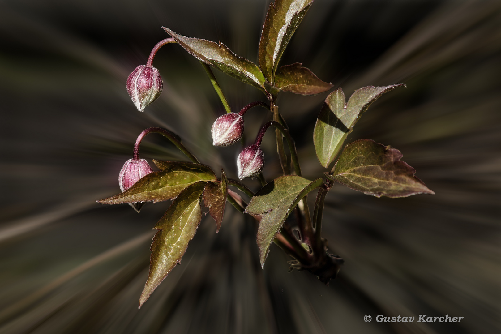 DSC03957 Clematis-Blütenknospen 