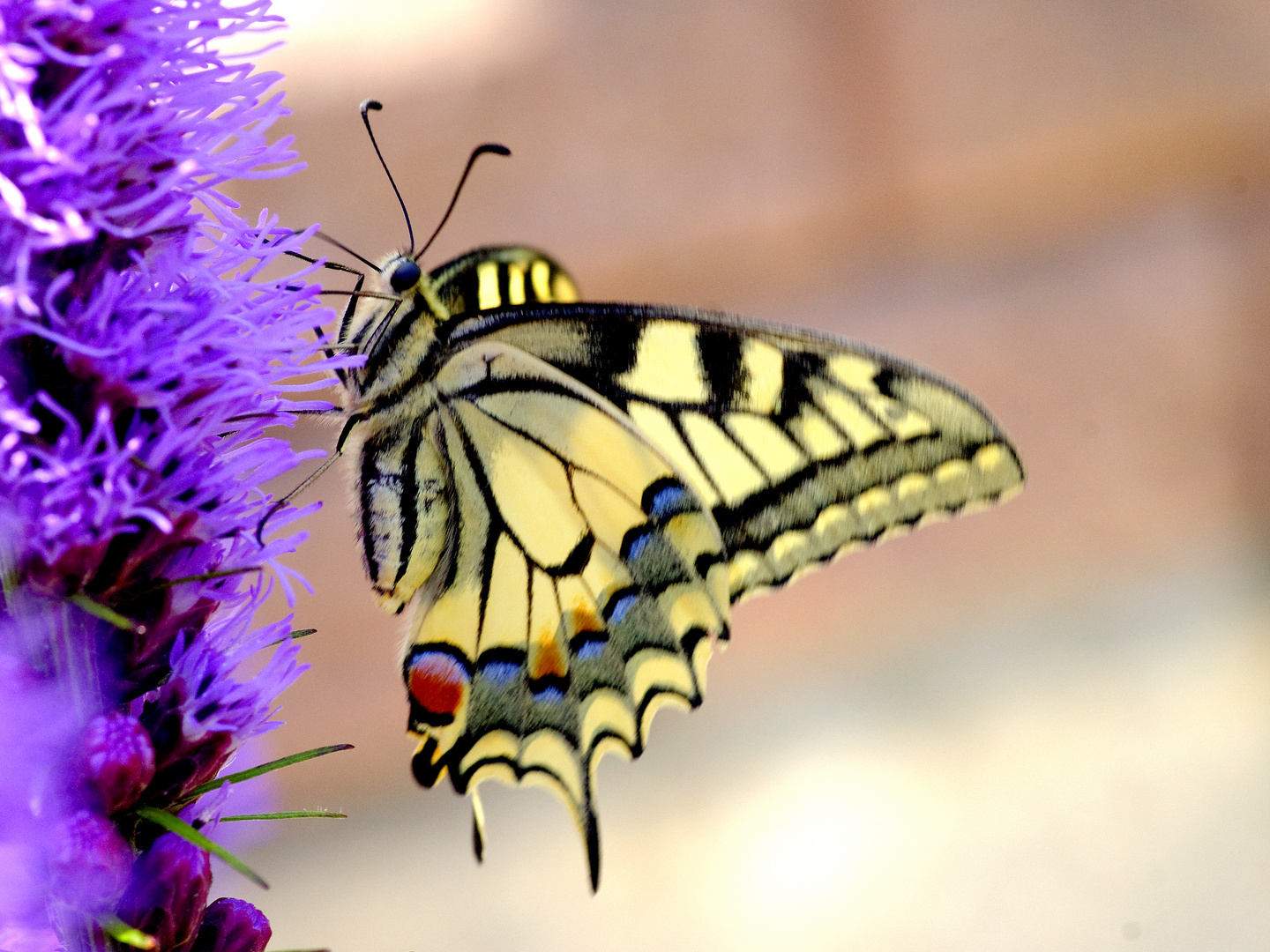 DSC03961 Schmetterling