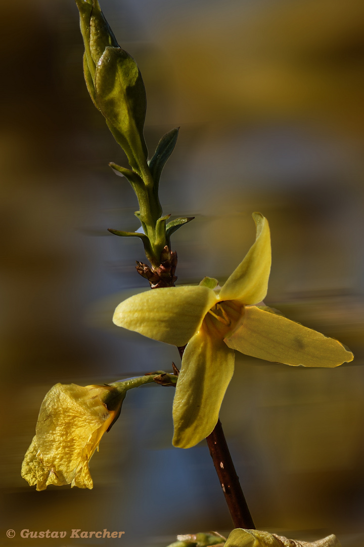 DSC03964 Forsythienblüten