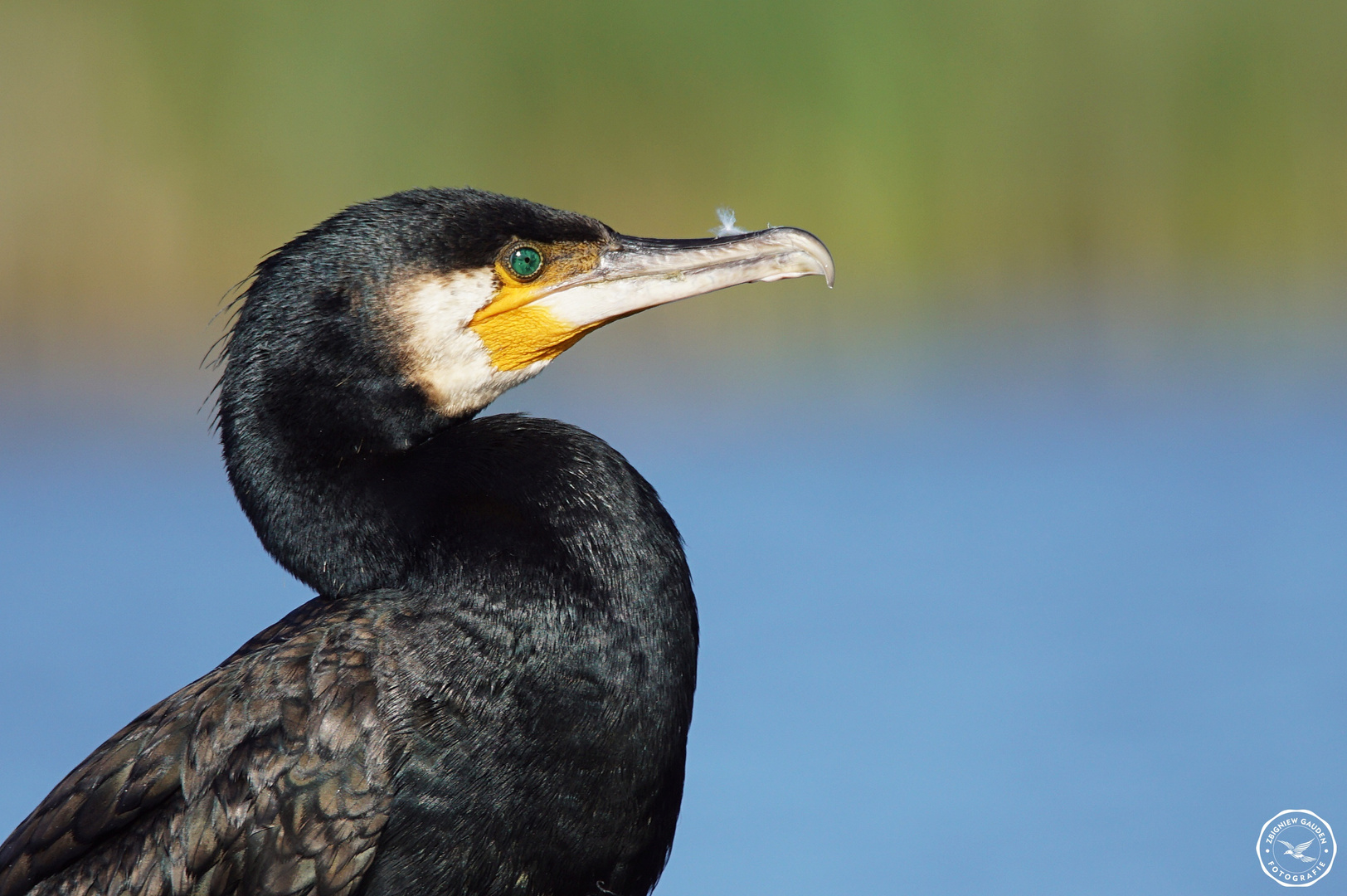 DSC04459 ( Phalacrocorax carbo )