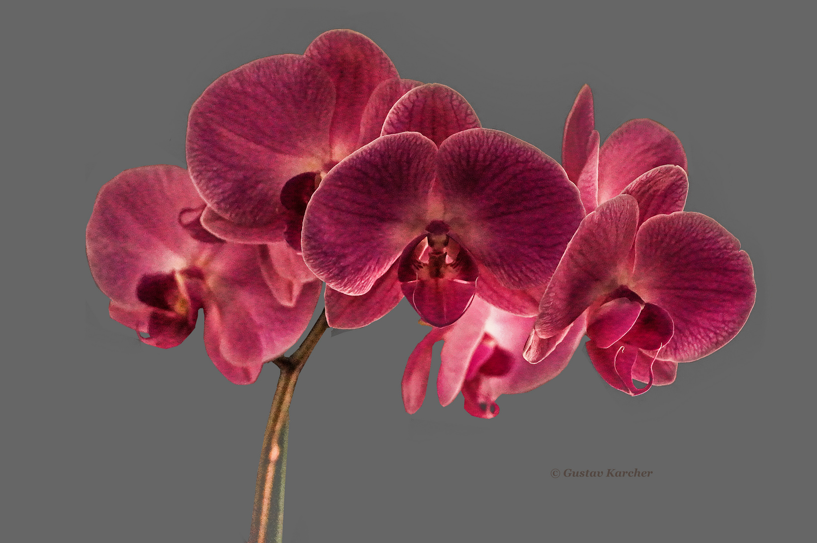 DSC04535 Orchidee
