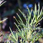 DSC04737 Dill mit Tautropfen