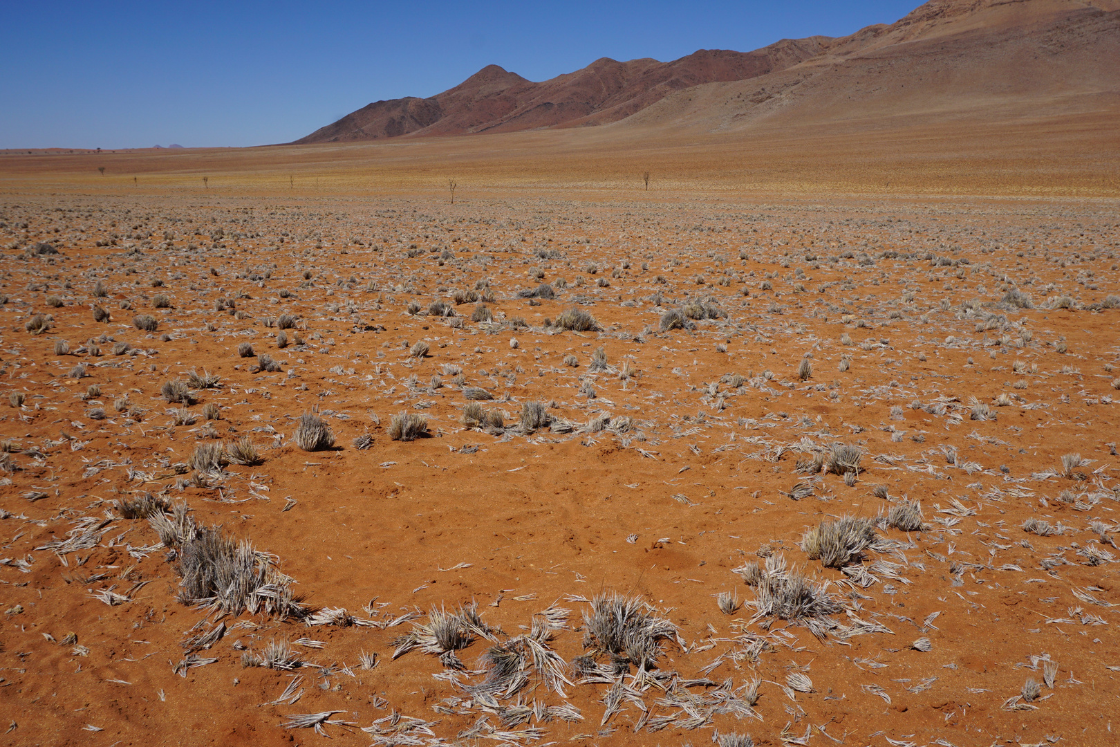DSC0499Das Mysterium der Feenkreise in der NamibWüste