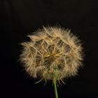 DSC_0511 Pusteblume