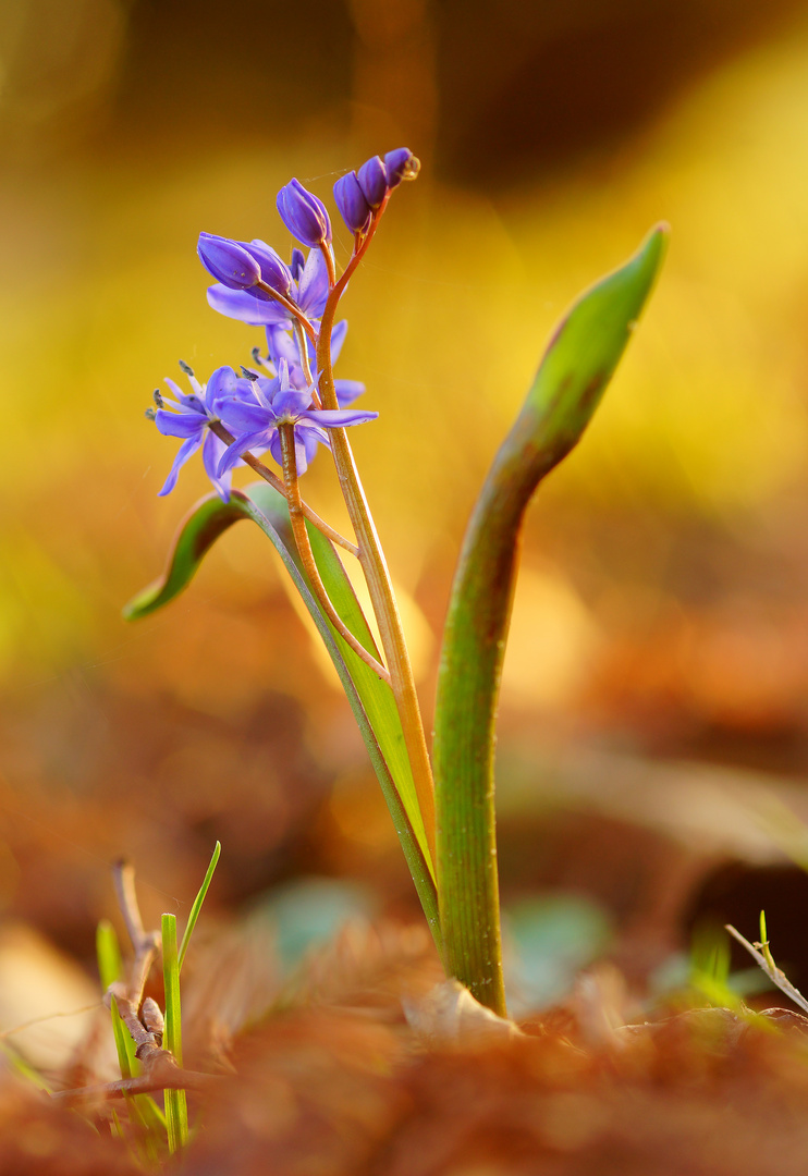 DSC05135-2-web Scilla im Abendlicht 