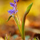 DSC05135-2-web Scilla im Abendlicht 