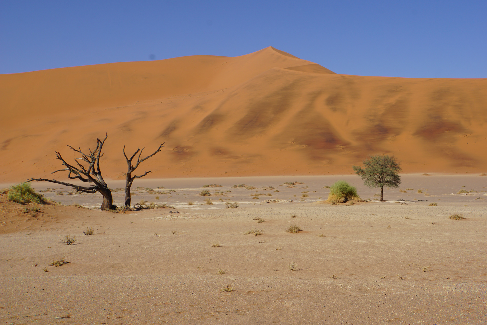 DSC05225Ein Hauch von Grün in Sossusvlei