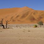 DSC05225Ein Hauch von Grün in Sossusvlei