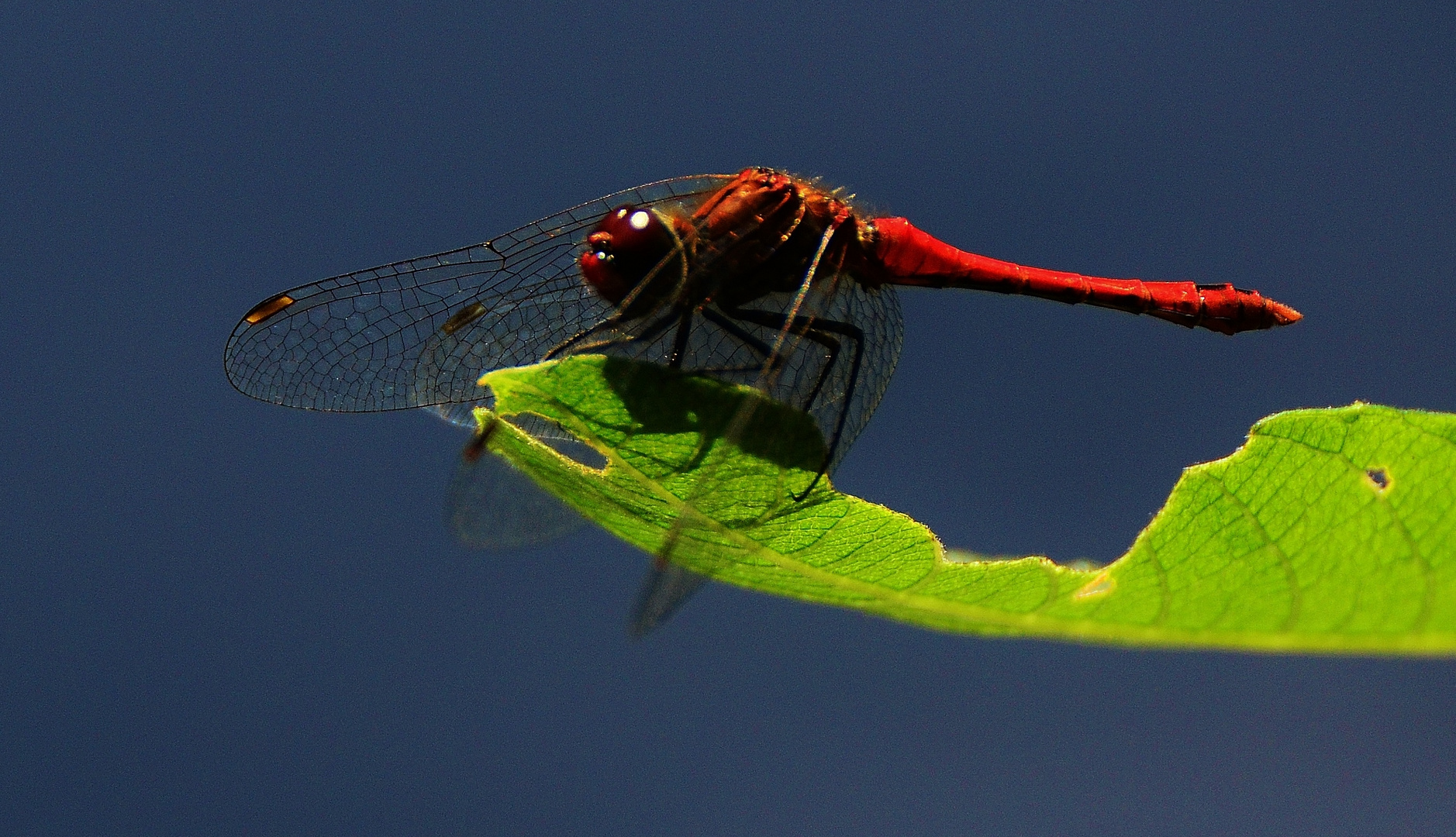 DSC_0535 Libelle