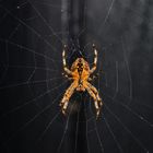 DSC_0536  Spinne