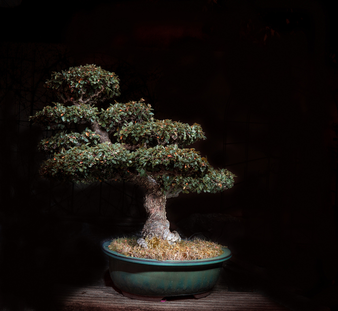 DSC05762bonsai