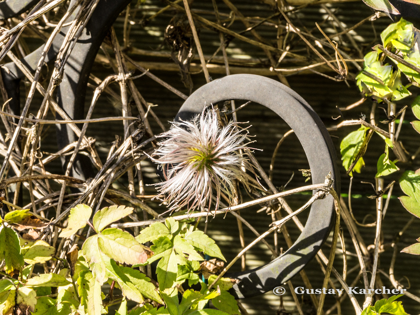 DSC05809 Fruchtstand einer Clematis