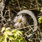 DSC05809 Fruchtstand einer Clematis