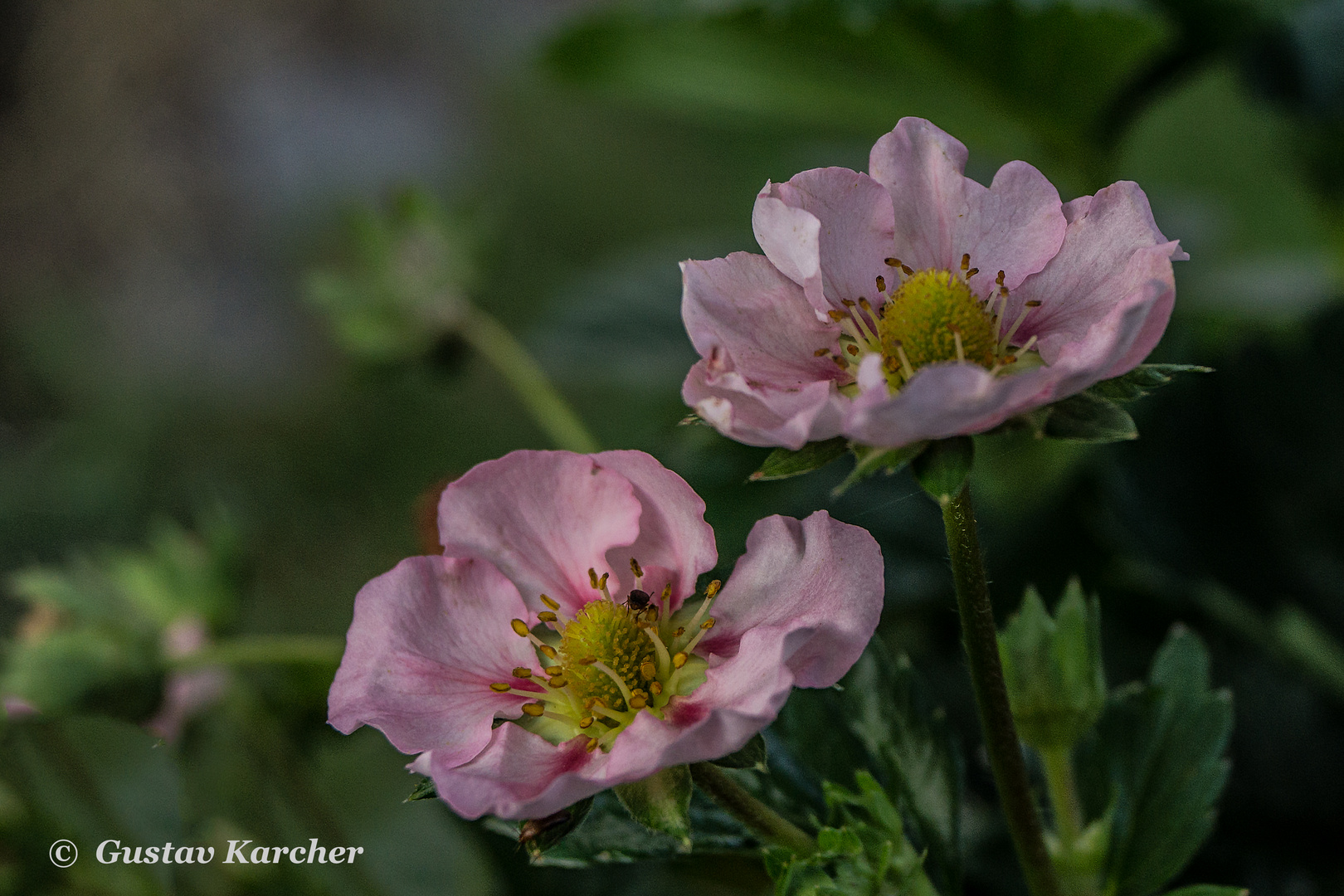 DSC06035 Erdbeerblüten