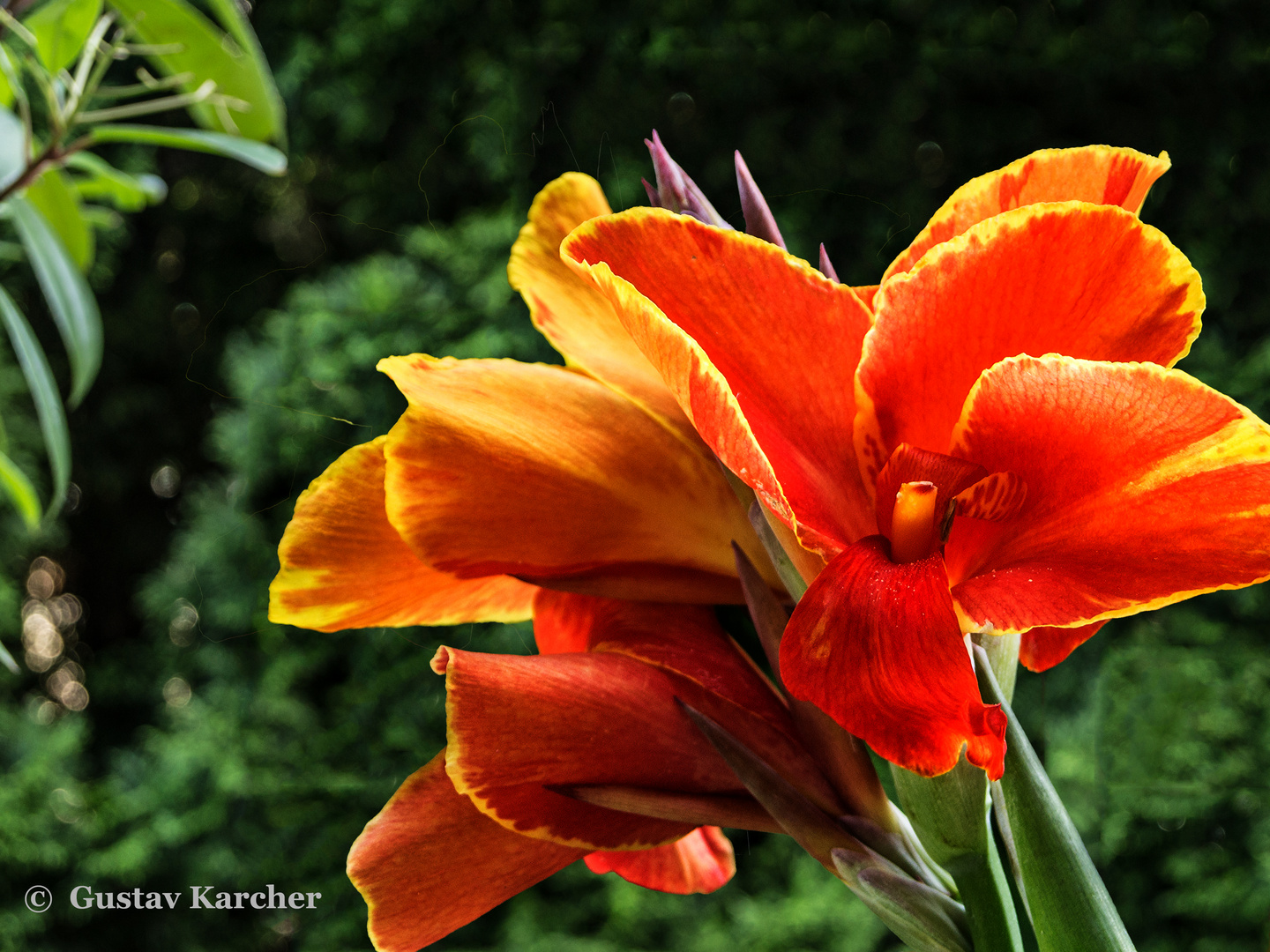 DSC06107  Canna