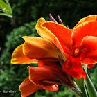 DSC06107  Canna