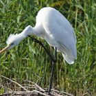 DSC06283 ( Ardea cinerea 3 )