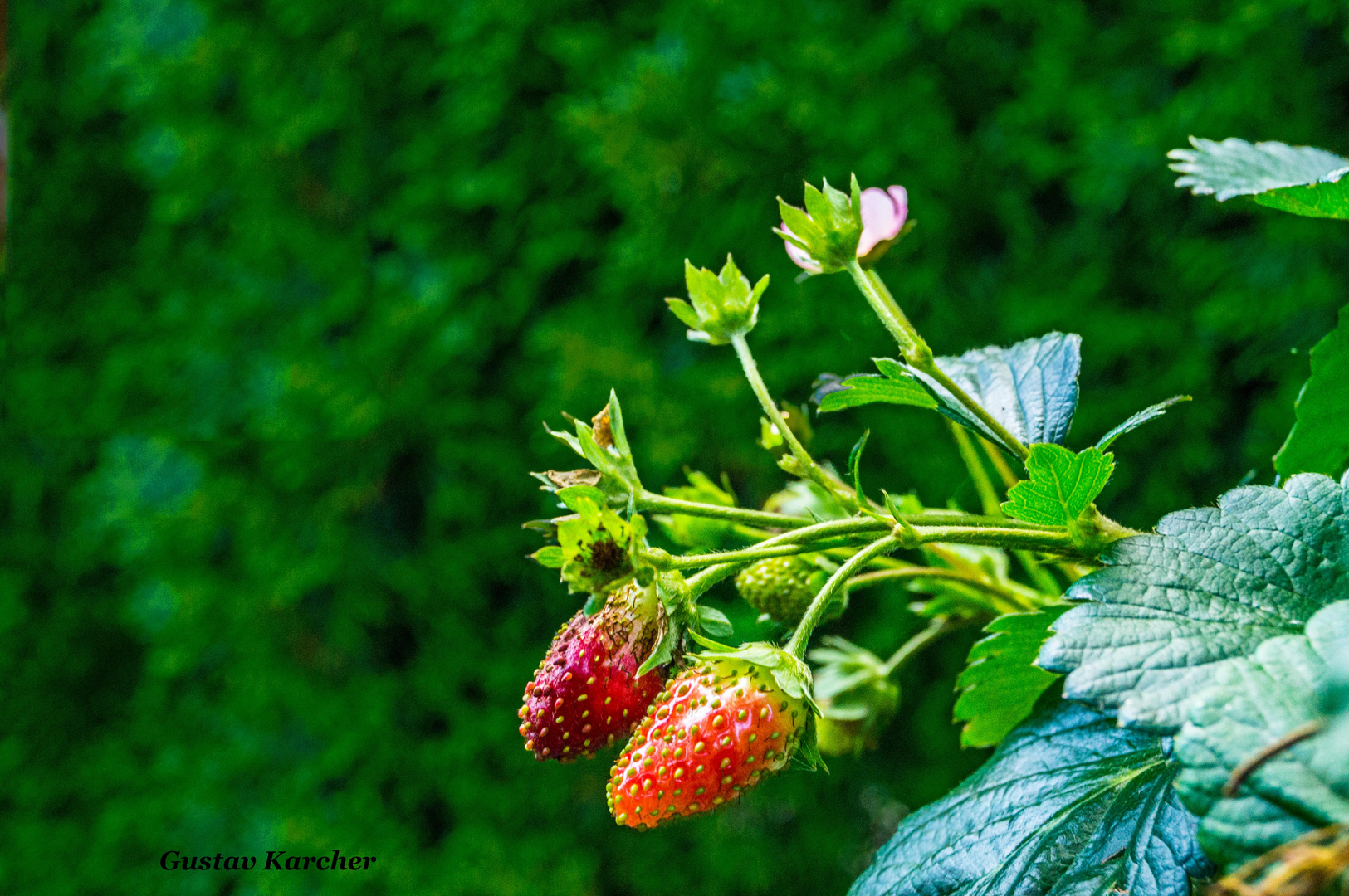 DSC06291 Erdbeeren, die aromatischen Früchte
