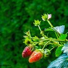 DSC06291 Erdbeeren, die aromatischen Früchte