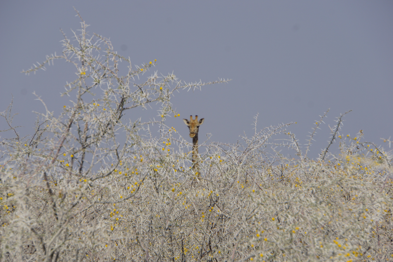 DSC06358Auf Beobachtungsposten - Giraffe im Etosha
