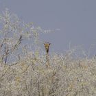 DSC06358Auf Beobachtungsposten - Giraffe im Etosha