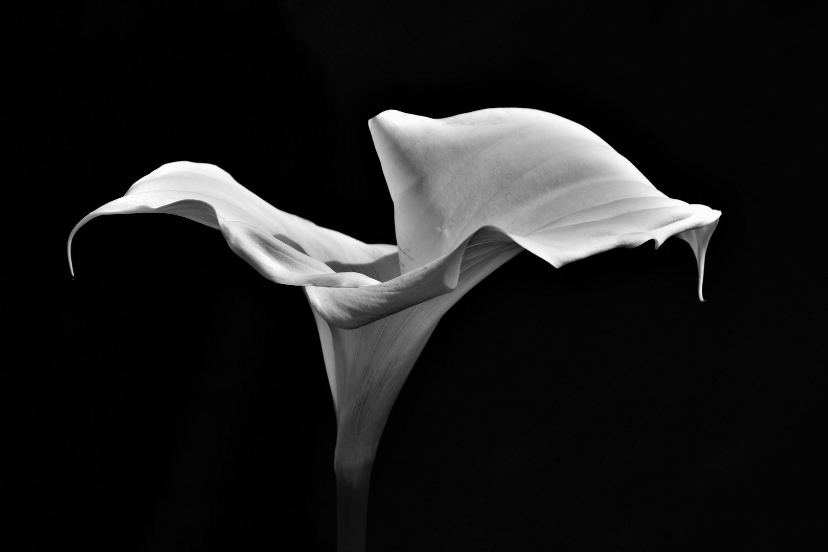 DSC_0643  Calla