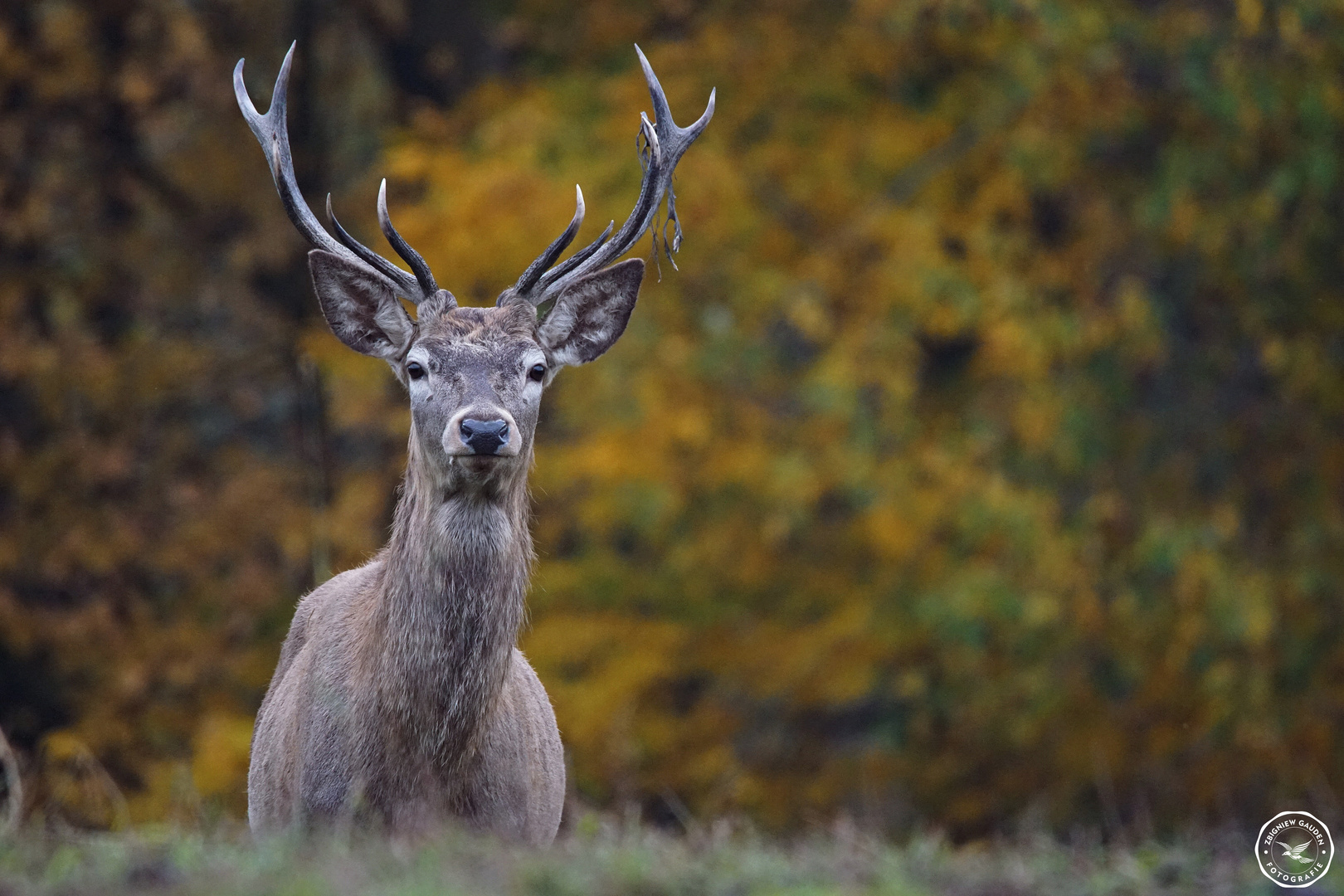 DSC06897 ( Cervus elaphus  11 )