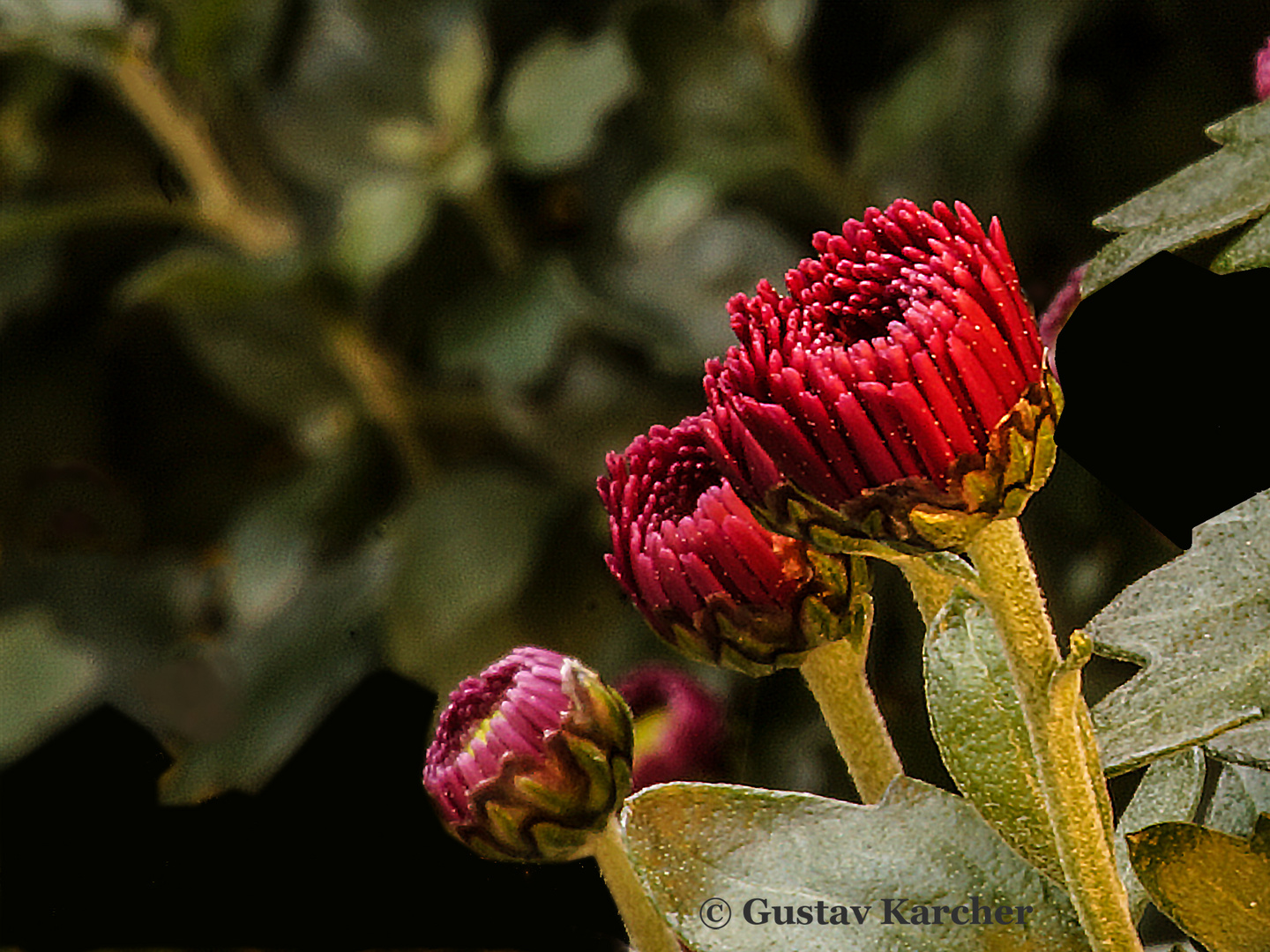 DSC07134 Rote Chrysanthemen