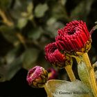 DSC07134 Rote Chrysanthemen