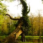 DSC07212 Alter Baum im Park