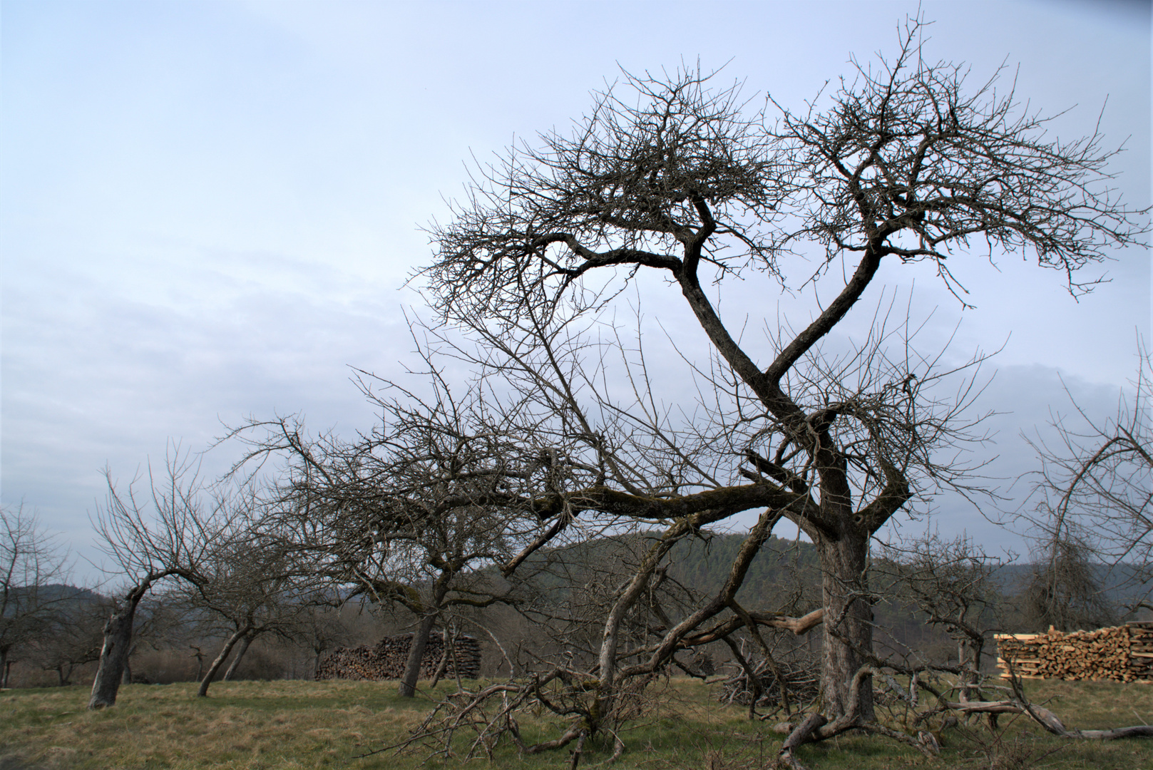 DSC07213 (2)Obstbaum