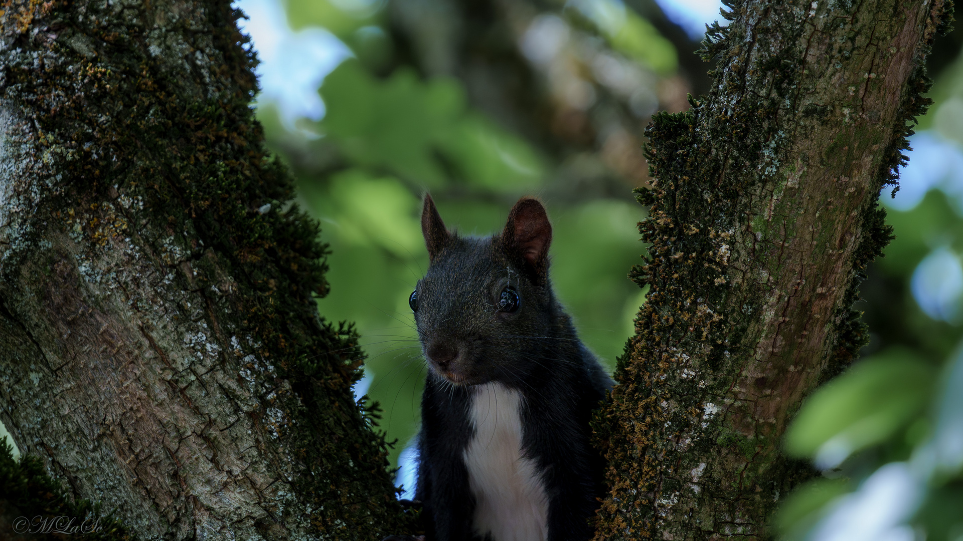 DSC07407-Eichhörnchen-