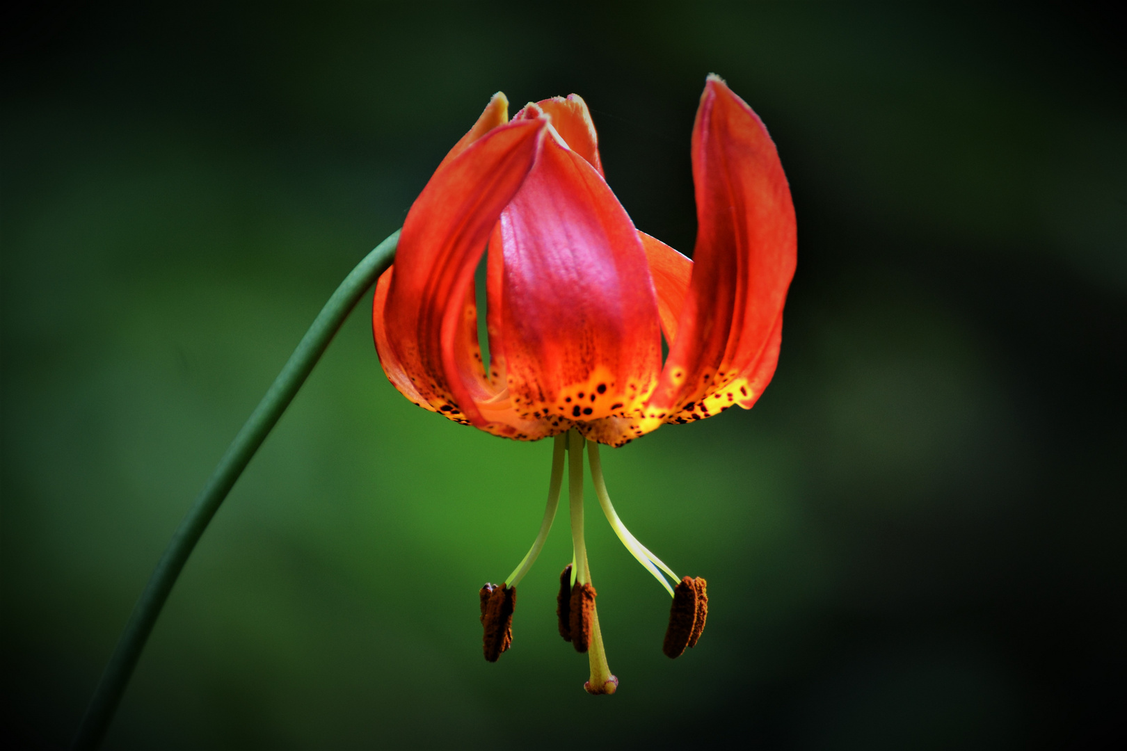 DSC_0755 Tulpe Nr.1