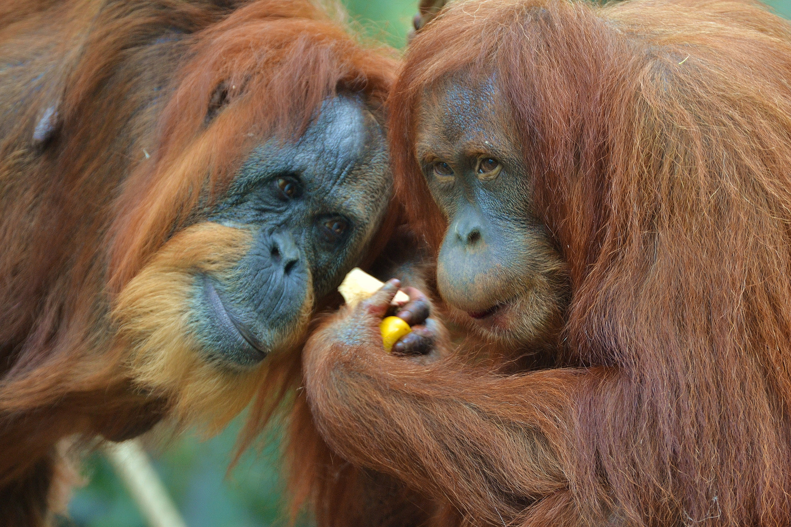 DSC_0806 Orang Utan