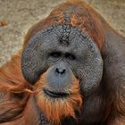 DSC_0815 Orang-Utan