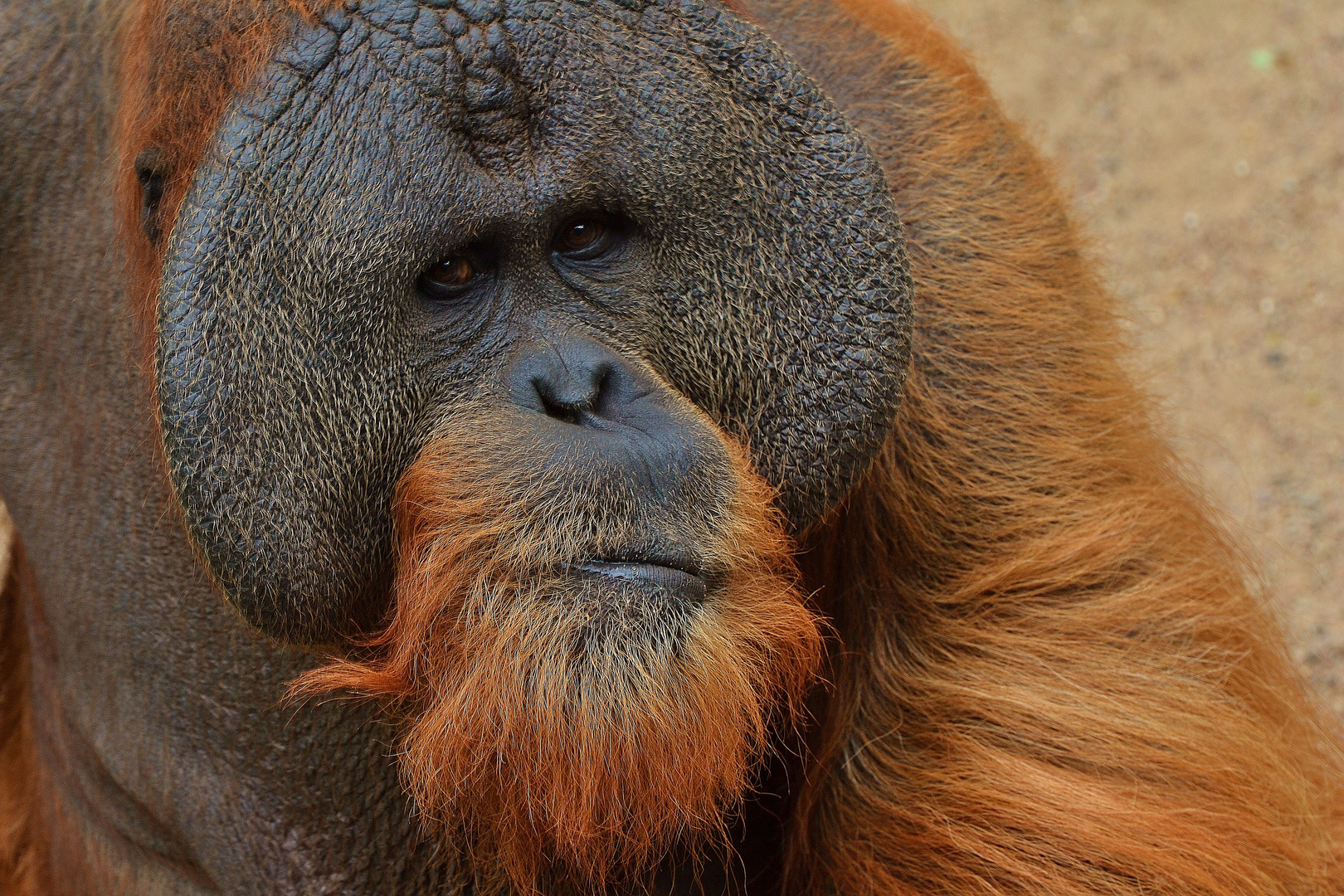 DSC_0839 Orang Utan