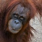 DSC_0844 junger Orang-Utan 