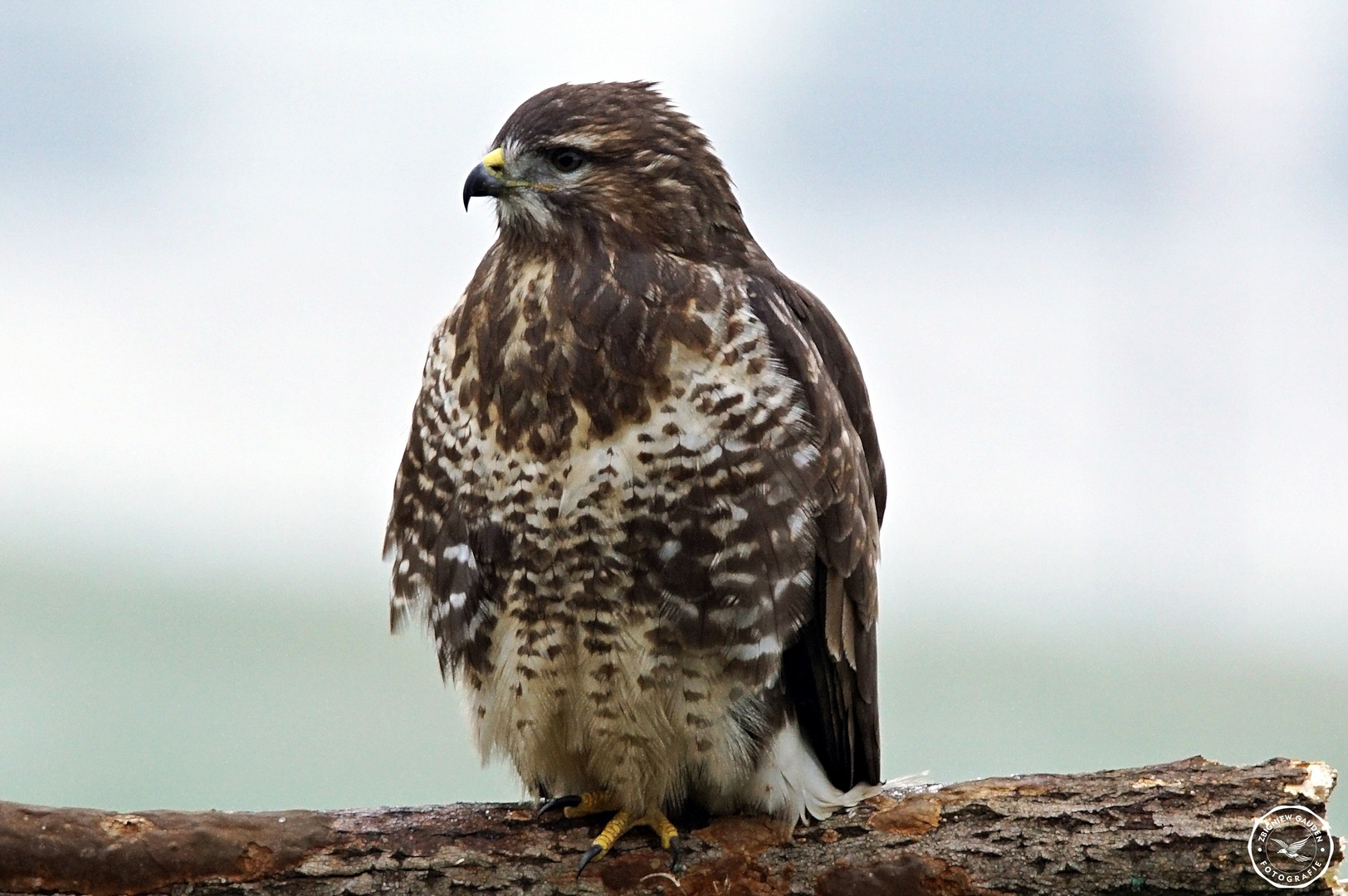 DSC08930 ( Buteo buteo )