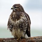 DSC08930 ( Buteo buteo )