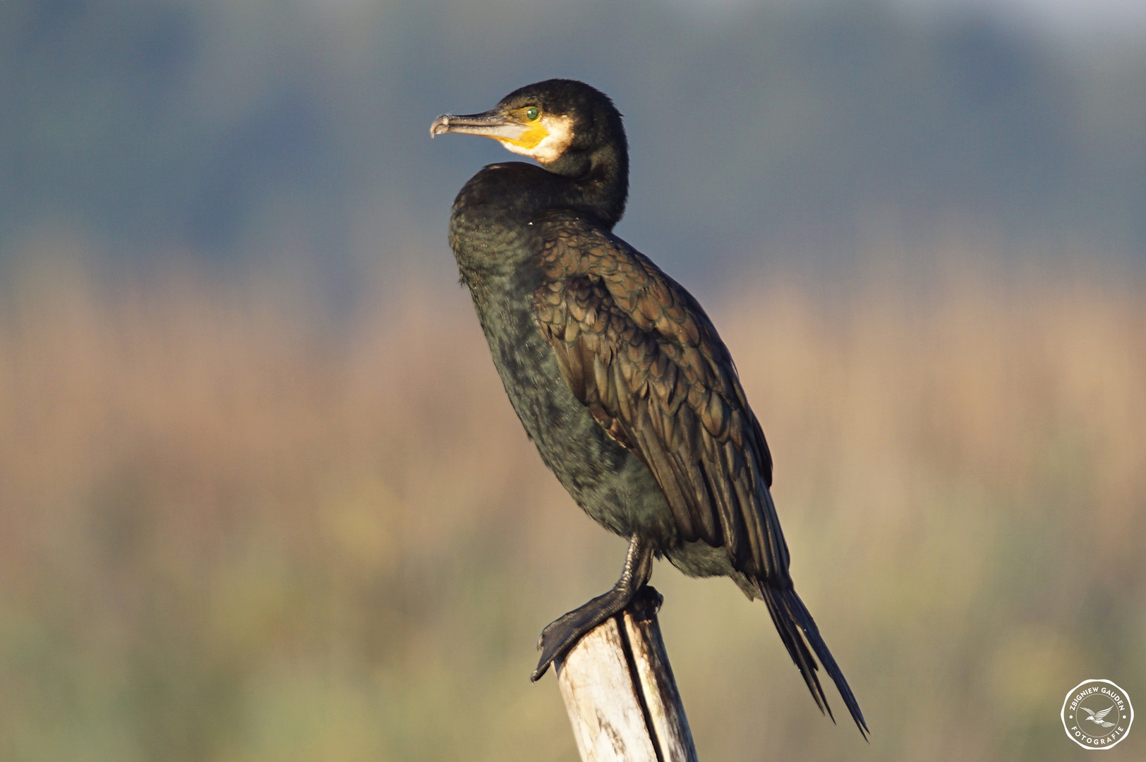 DSC08955 ( Phalacrocorax )