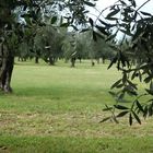 DSC08993 Olivenbäume 