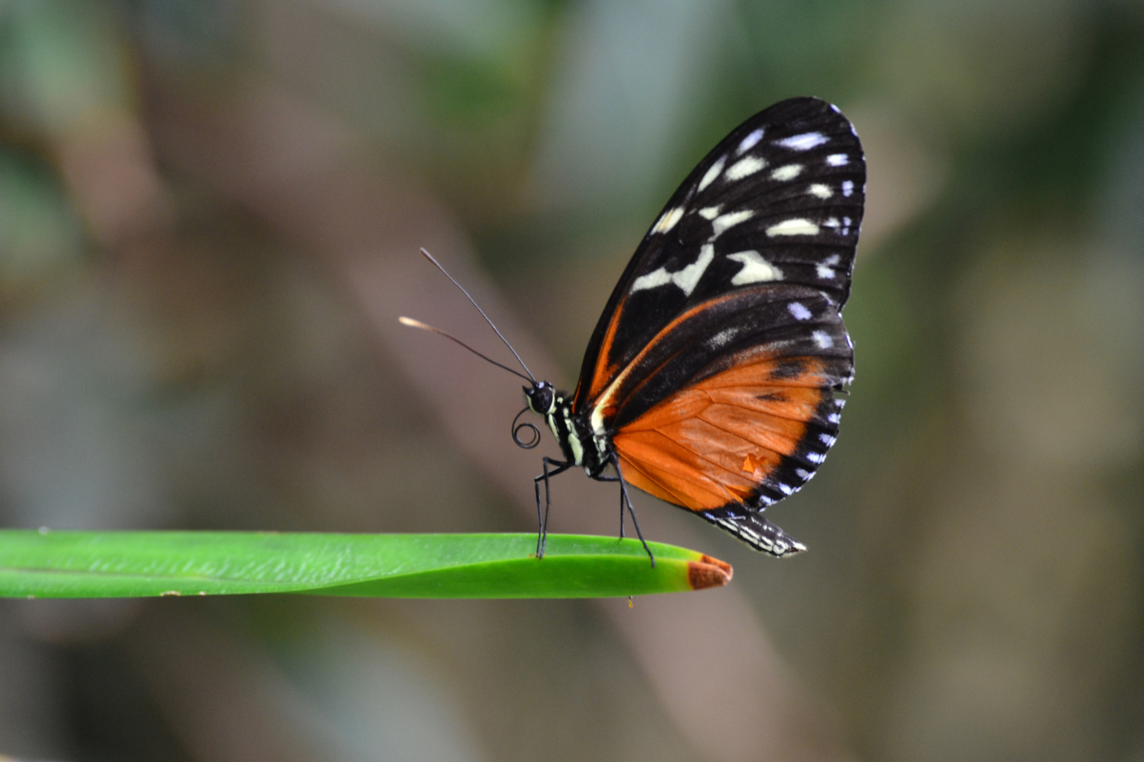 DSC_0910        Schmetterling