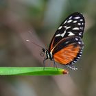 DSC_0910        Schmetterling