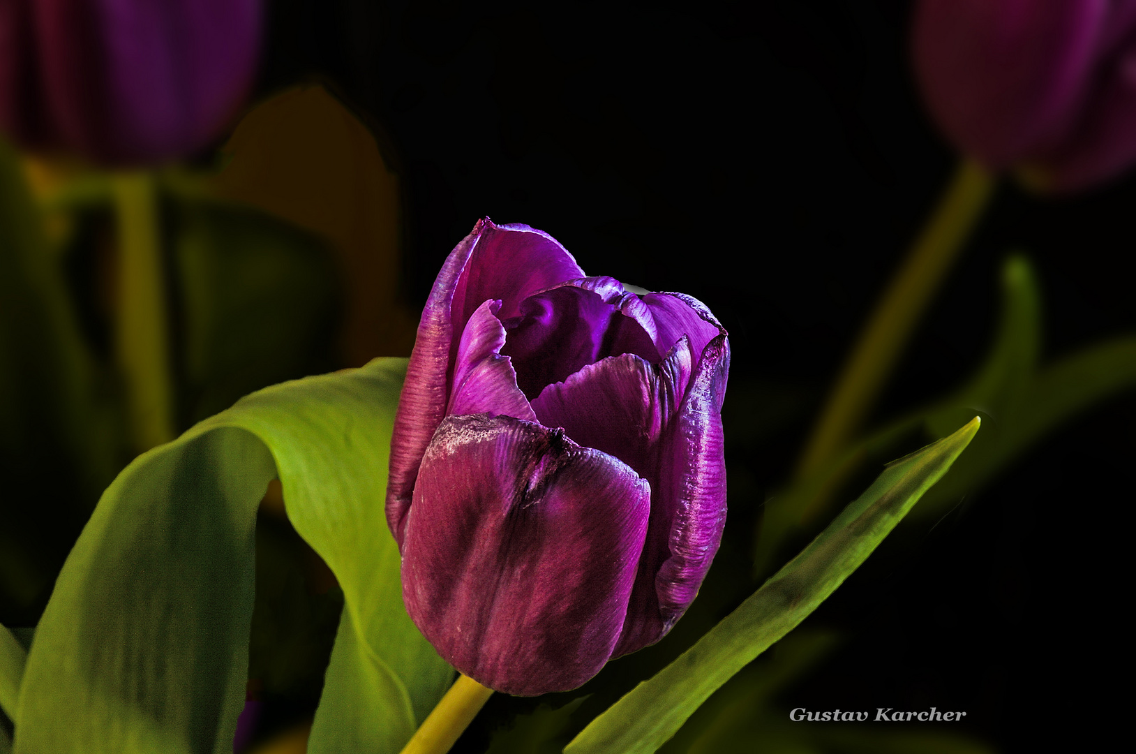 DSC09372 Tulpe violett