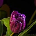 DSC09372 Tulpe violett