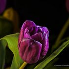 DSC09372 Tulpe violett