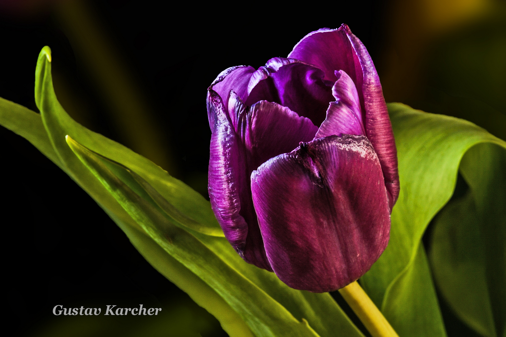 DSC09377 Tulpe violett