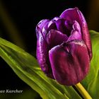 DSC09377 Tulpe violett