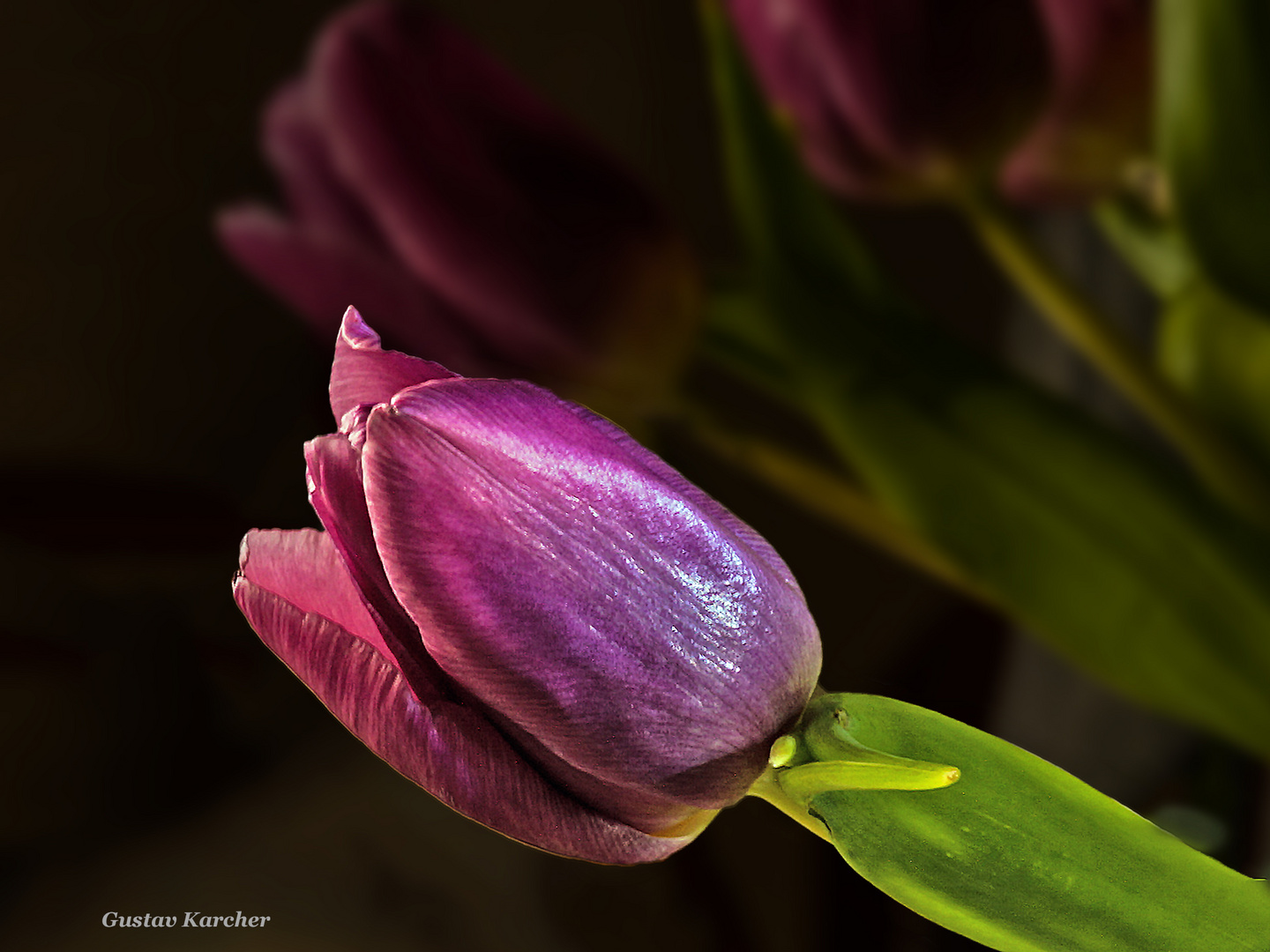 DSC09384 Tulpe violett diagonal