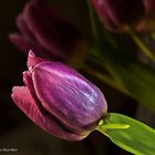 DSC09384 Tulpe violett diagonal